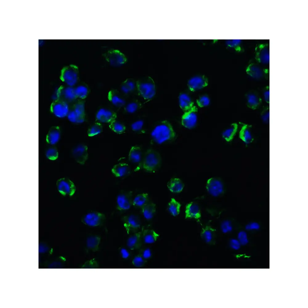 ProSci 3593 NGFR Antibody, ProSci, 0.1 mg/Unit Tertiary Image