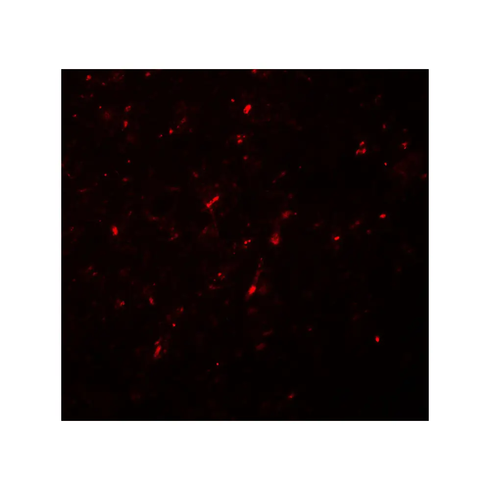 ProSci 7091 NGN2 Antibody, ProSci, 0.1 mg/Unit Secondary Image
