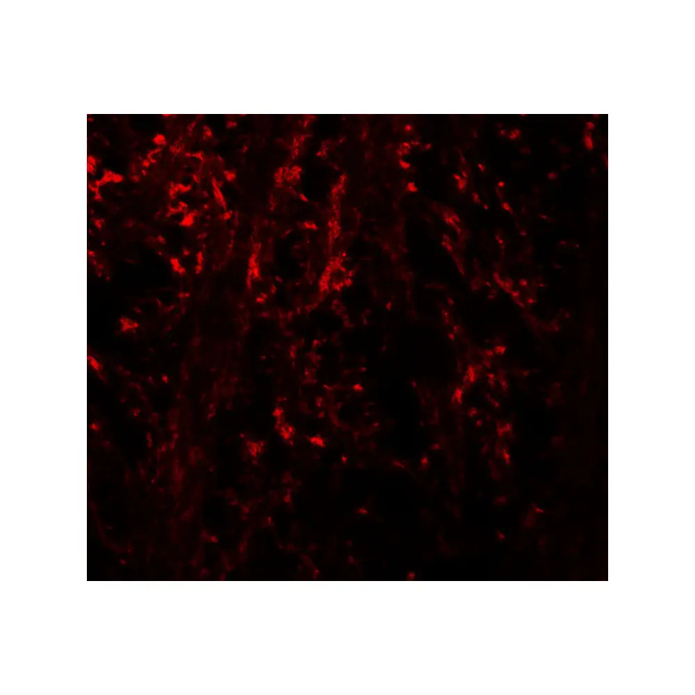 ProSci 7967_S NINJ1 Antibody, ProSci, 0.02 mg/Unit Secondary Image