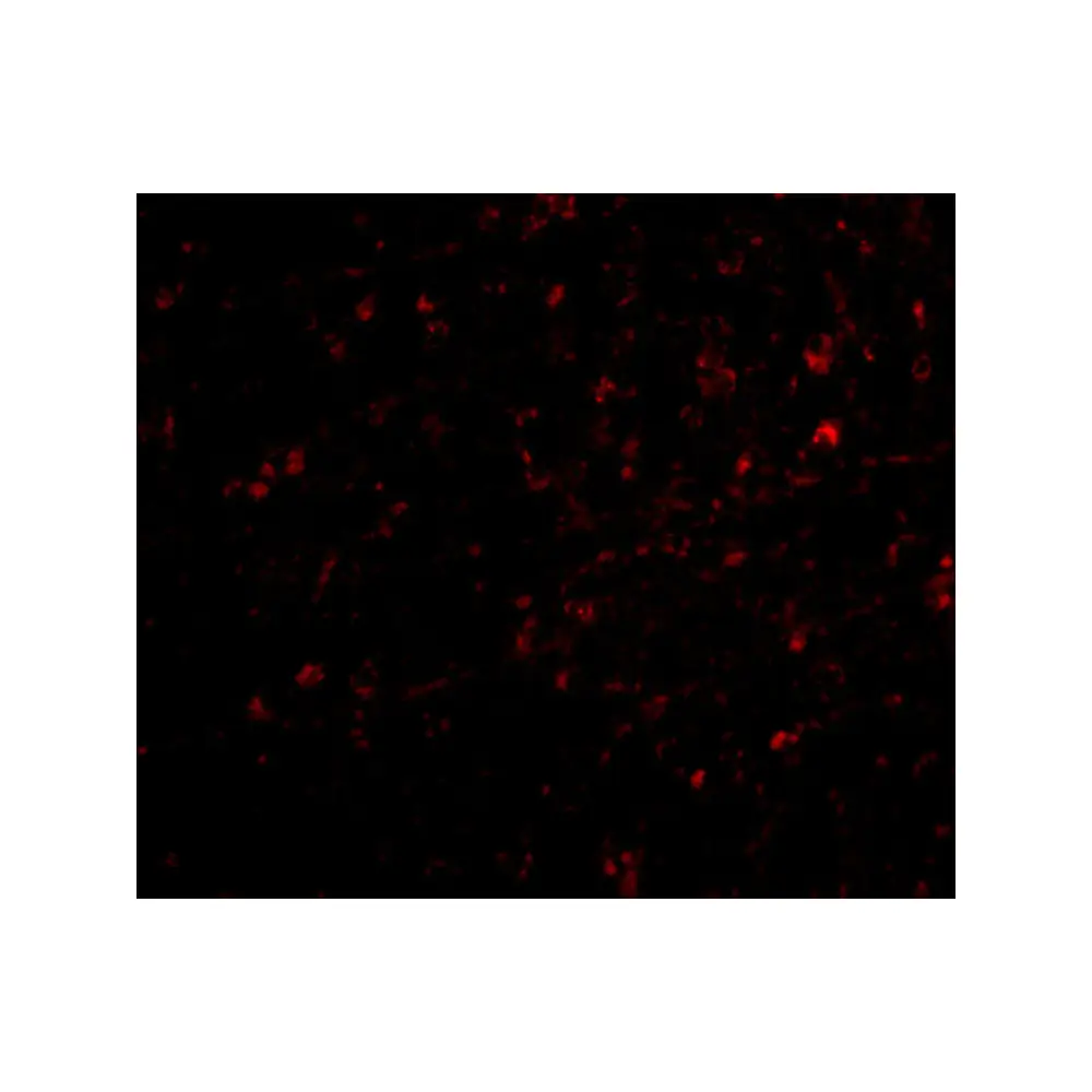 ProSci 4537_S NIPSNAP Antibody, ProSci, 0.02 mg/Unit Tertiary Image