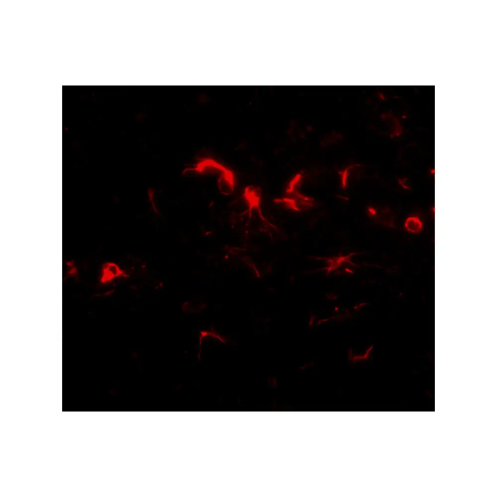ProSci 4957 NIPSNAP3B Antibody, ProSci, 0.1 mg/Unit Tertiary Image