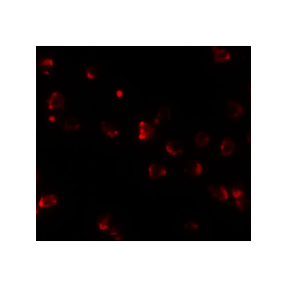 ProSci 6747_S NKX2-4 Antibody, ProSci, 0.02 mg/Unit Tertiary Image