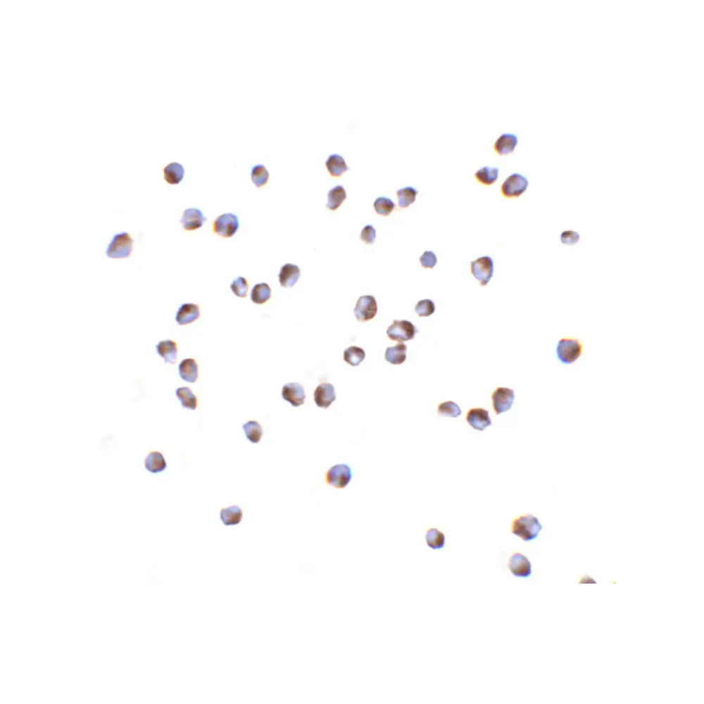 ProSci 2511 NOD2 Antibody, ProSci, 0.1 mg/Unit Secondary Image