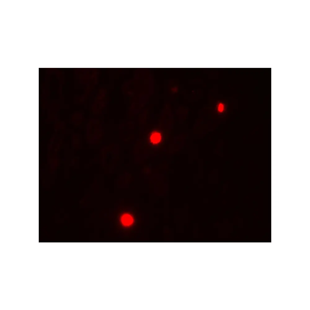 ProSci 7921_S NOX1 Antibody, ProSci, 0.02 mg/Unit Tertiary Image