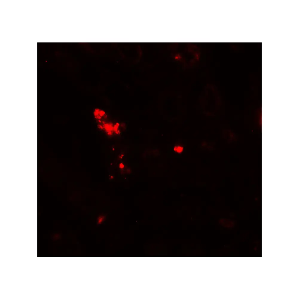 ProSci 7925 NOX3 Antibody, ProSci, 0.1 mg/Unit Tertiary Image