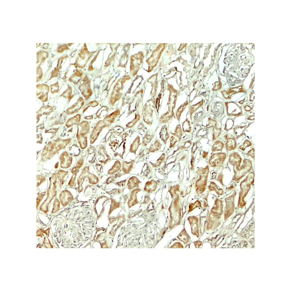 ProSci 7925 NOX3 Antibody, ProSci, 0.1 mg/Unit Secondary Image