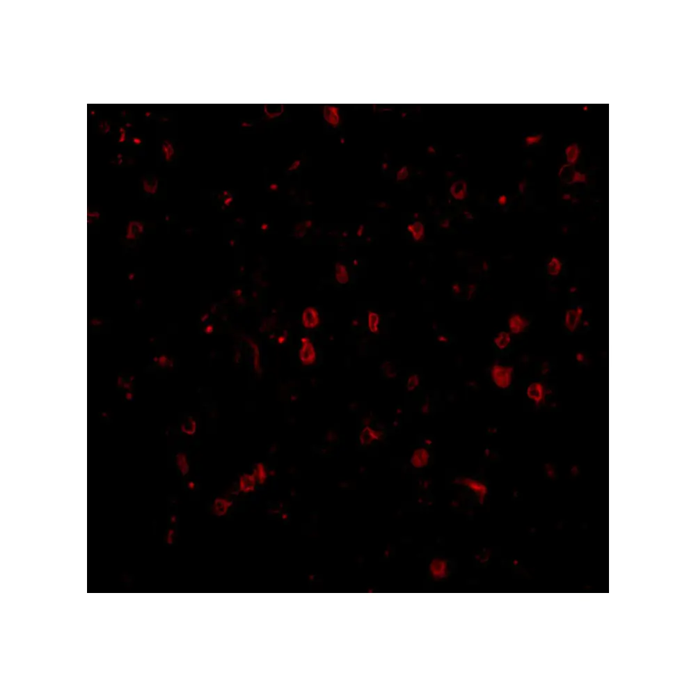 ProSci 4107_S NPAS3 Antibody, ProSci, 0.02 mg/Unit Tertiary Image