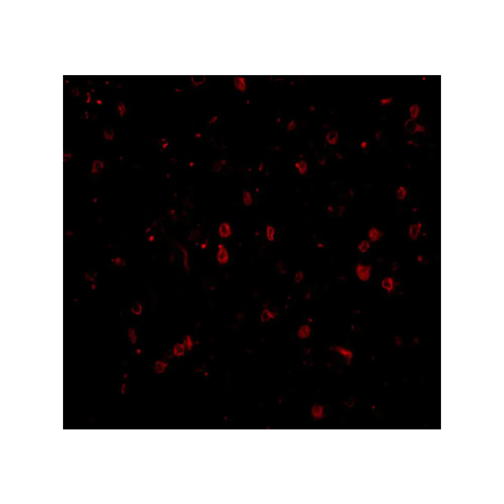 ProSci 4107 NPAS3 Antibody, ProSci, 0.1 mg/Unit Tertiary Image