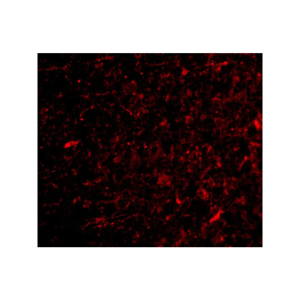 ProSci 4109 NPAS3 Antibody, ProSci, 0.1 mg/Unit Tertiary Image
