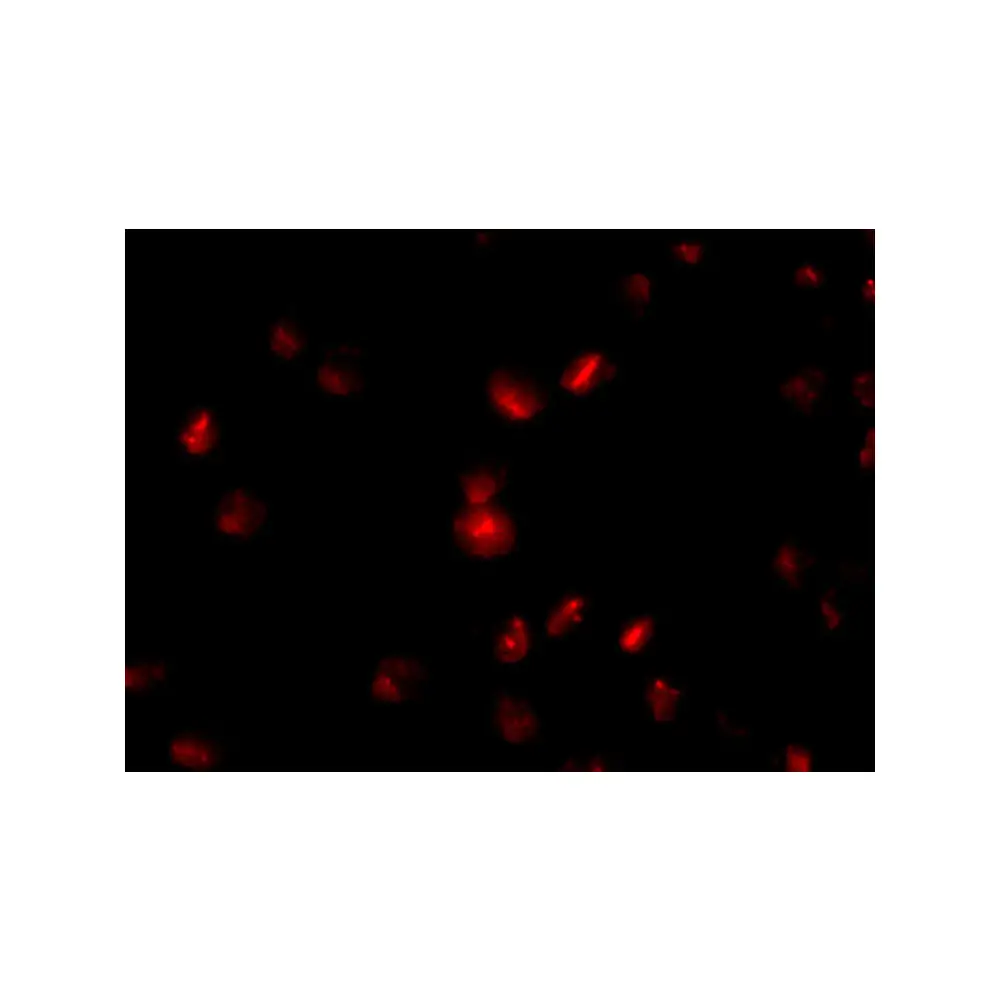 ProSci 4699_S NUP107 Antibody, ProSci, 0.02 mg/Unit Tertiary Image