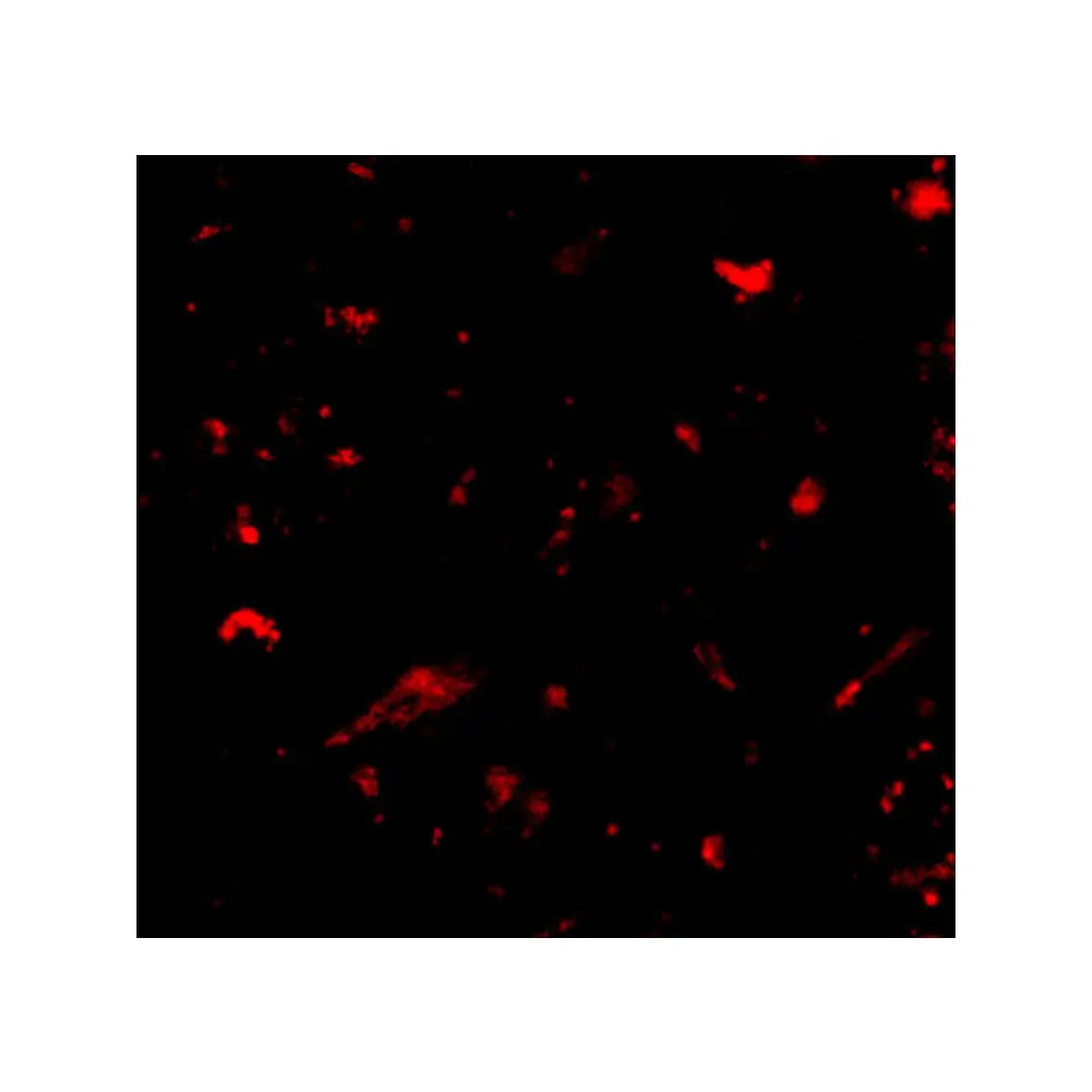 ProSci 4683 Nanos1 Antibody, ProSci, 0.1 mg/Unit Tertiary Image