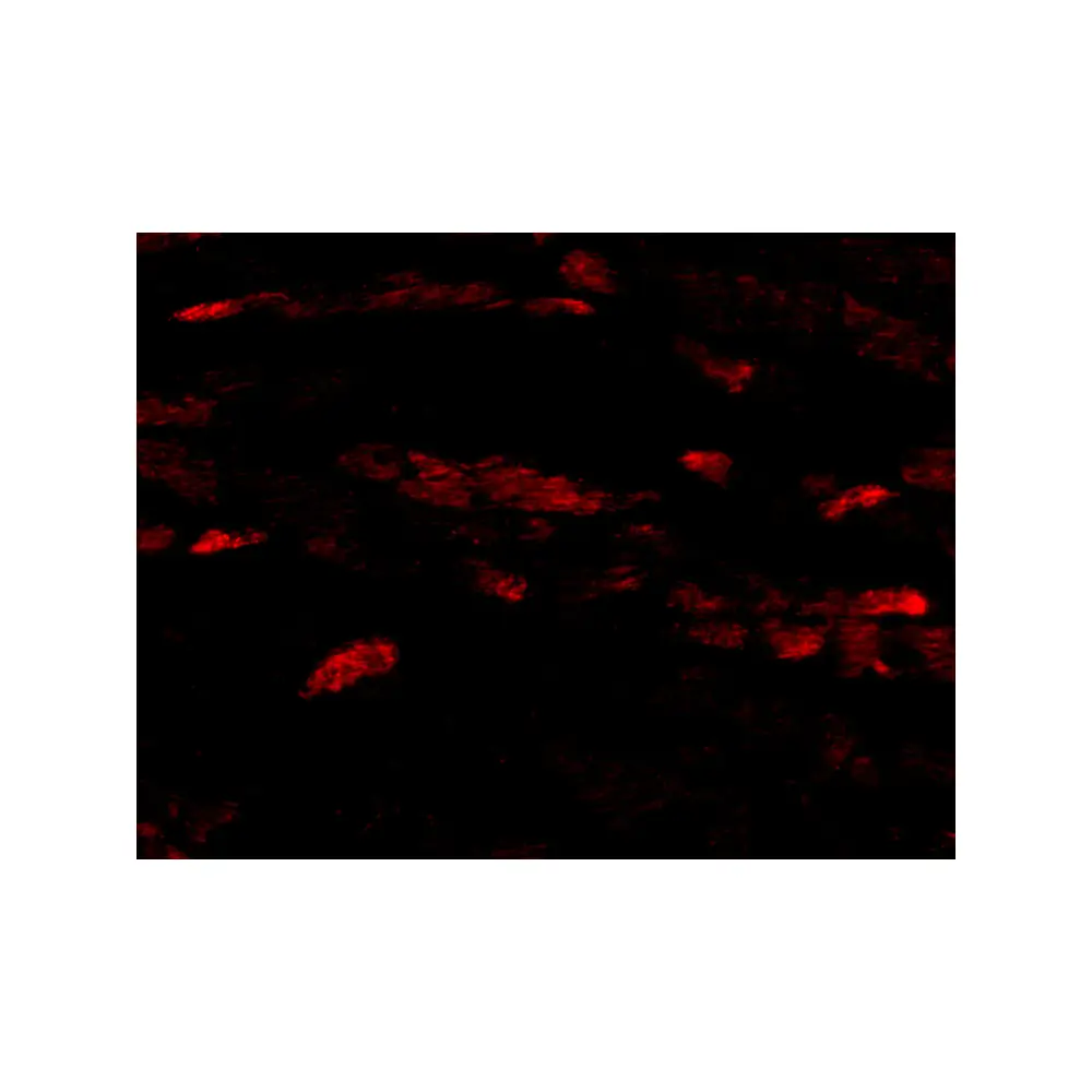 ProSci 4101_S Neuritin Antibody, ProSci, 0.02 mg/Unit Tertiary Image