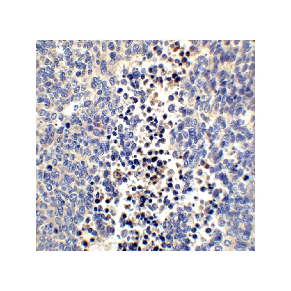ProSci 4101_S Neuritin Antibody, ProSci, 0.02 mg/Unit Quaternary Image