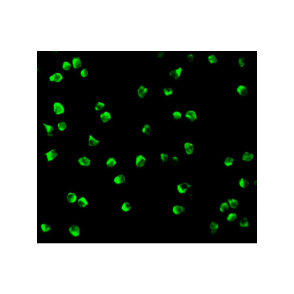 ProSci 3009 Nudel Antibody, ProSci, 0.1 mg/Unit Tertiary Image