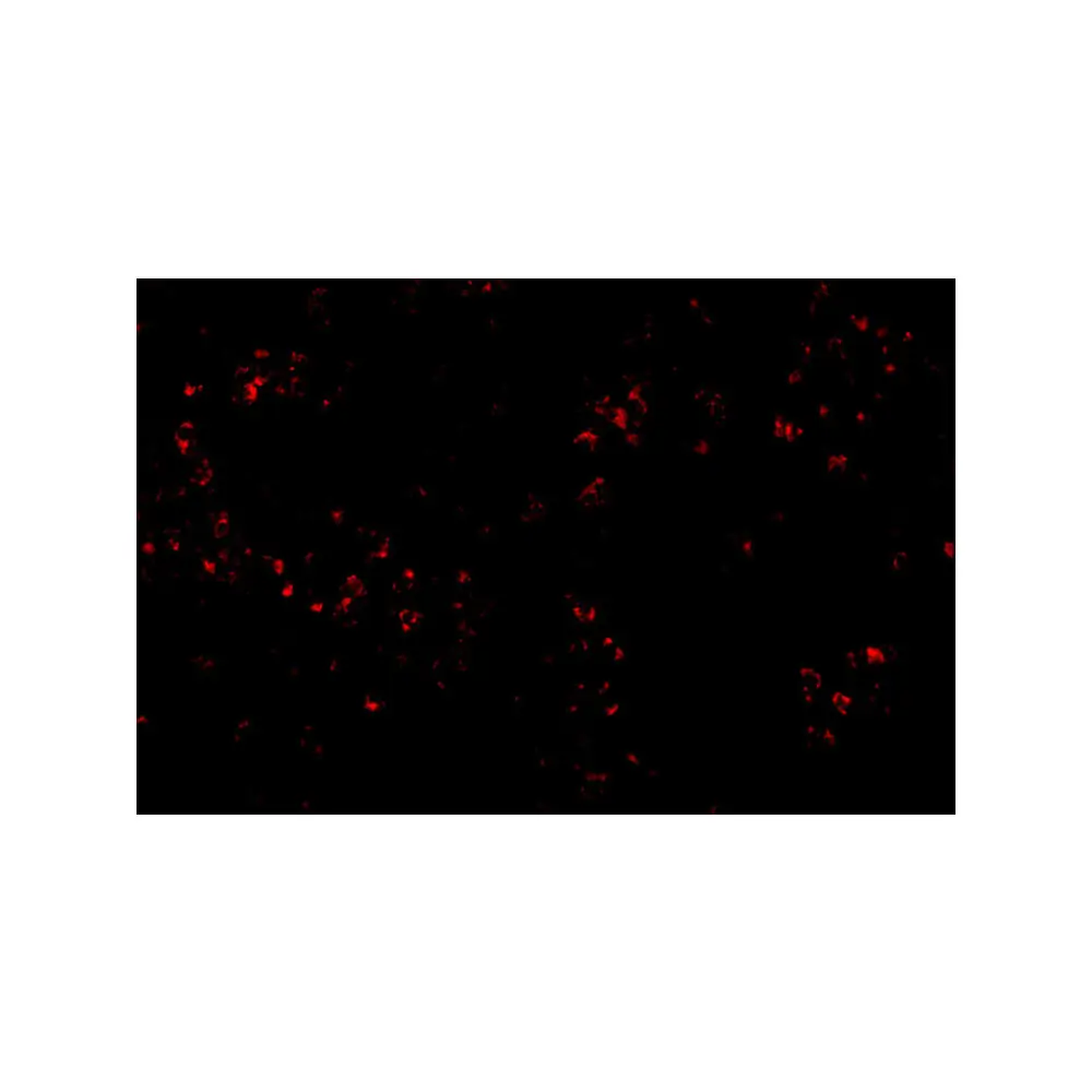 ProSci 4997_S OCC-1 Antibody, ProSci, 0.02 mg/Unit Tertiary Image