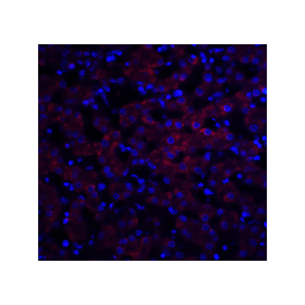 ProSci 5191 OCLN Antibody, ProSci, 0.1 mg/Unit Quaternary Image