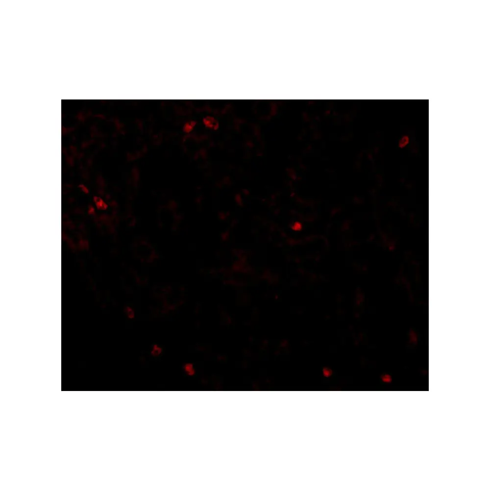 ProSci 5191 OCLN Antibody, ProSci, 0.1 mg/Unit Tertiary Image