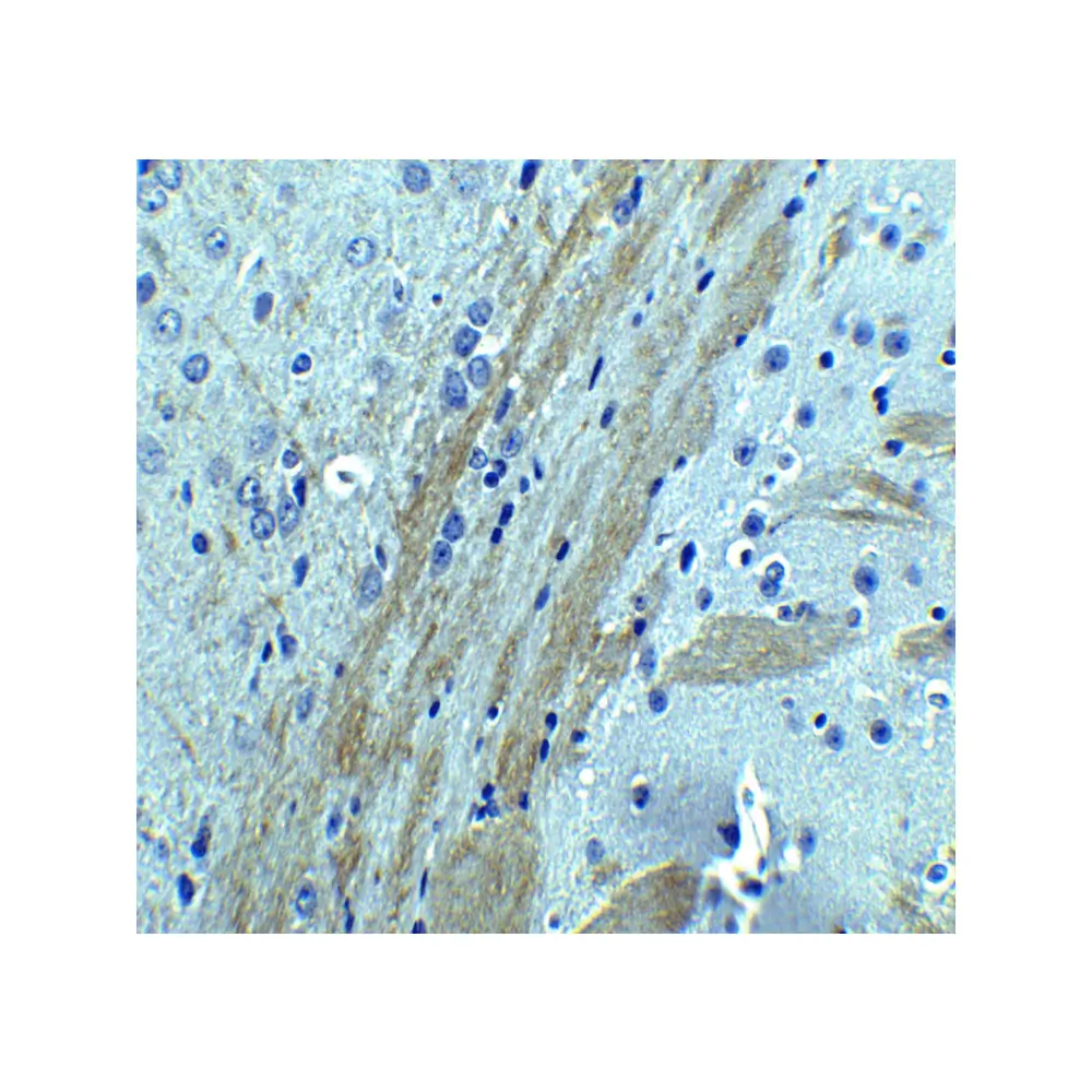 ProSci 5191 OCLN Antibody, ProSci, 0.1 mg/Unit Senary Image