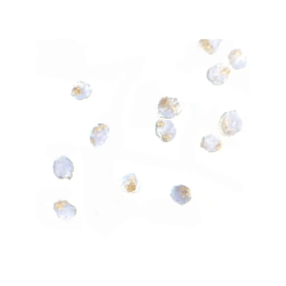 ProSci 4111 ORAI2 Antibody, ProSci, 0.1 mg/Unit Secondary Image