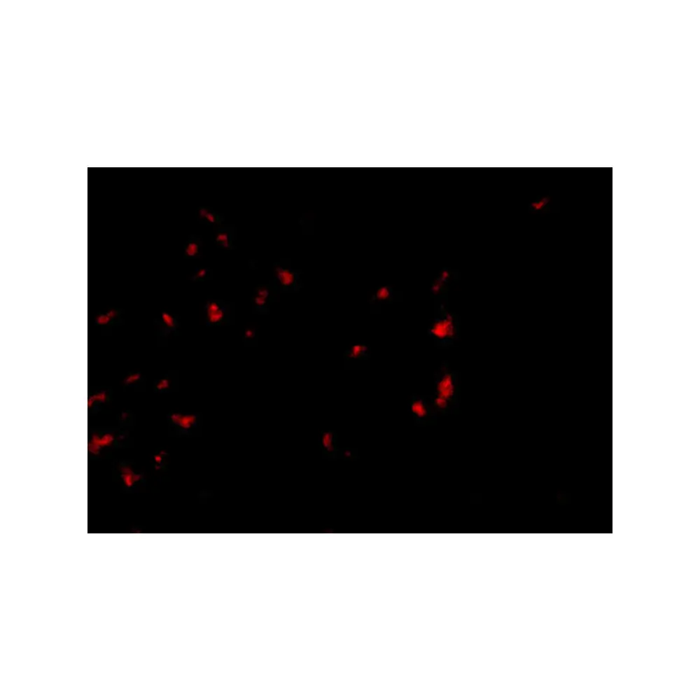 ProSci 4763 OVGP1 Antibody, ProSci, 0.1 mg/Unit Tertiary Image