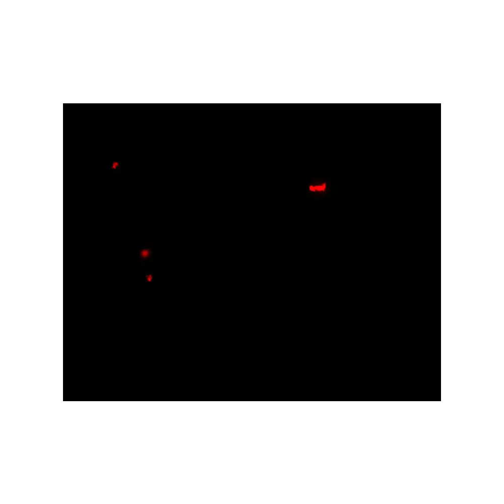 ProSci 7097 PANX1 Antibody, ProSci, 0.1 mg/Unit Secondary Image