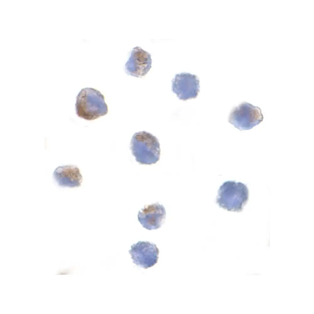 ProSci 3171_S PARC Antibody, ProSci, 0.02 mg/Unit Secondary Image