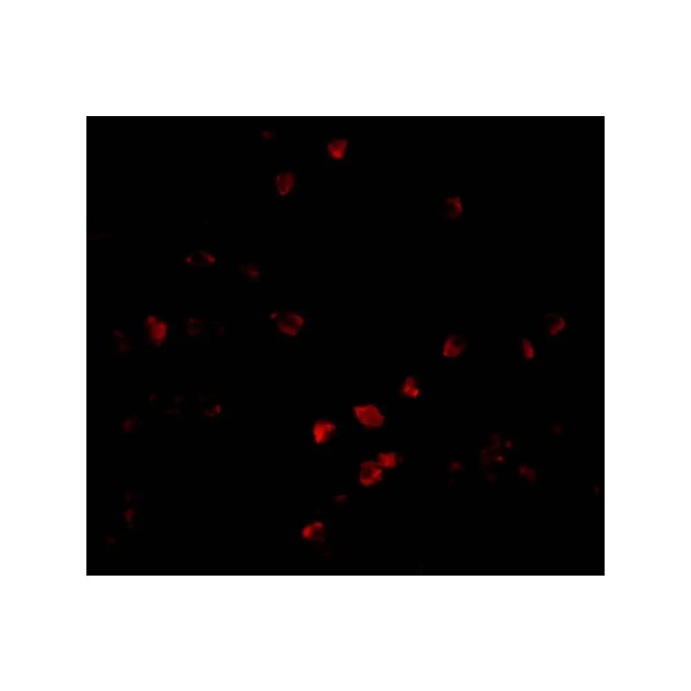ProSci 3171_S PARC Antibody, ProSci, 0.02 mg/Unit Tertiary Image