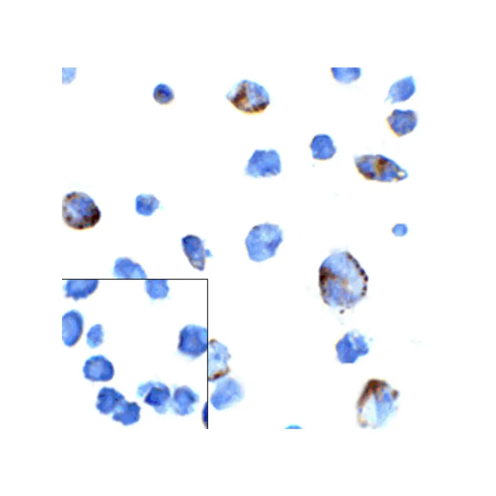ProSci RF16003 PD1 Antibody [7H6], ProSci, 0.1 mg/Unit Quaternary Image