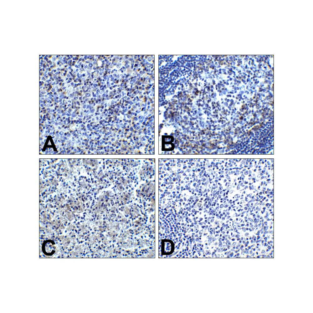 ProSci RF16003 PD1 Antibody [7H6], ProSci, 0.1 mg/Unit Secondary Image