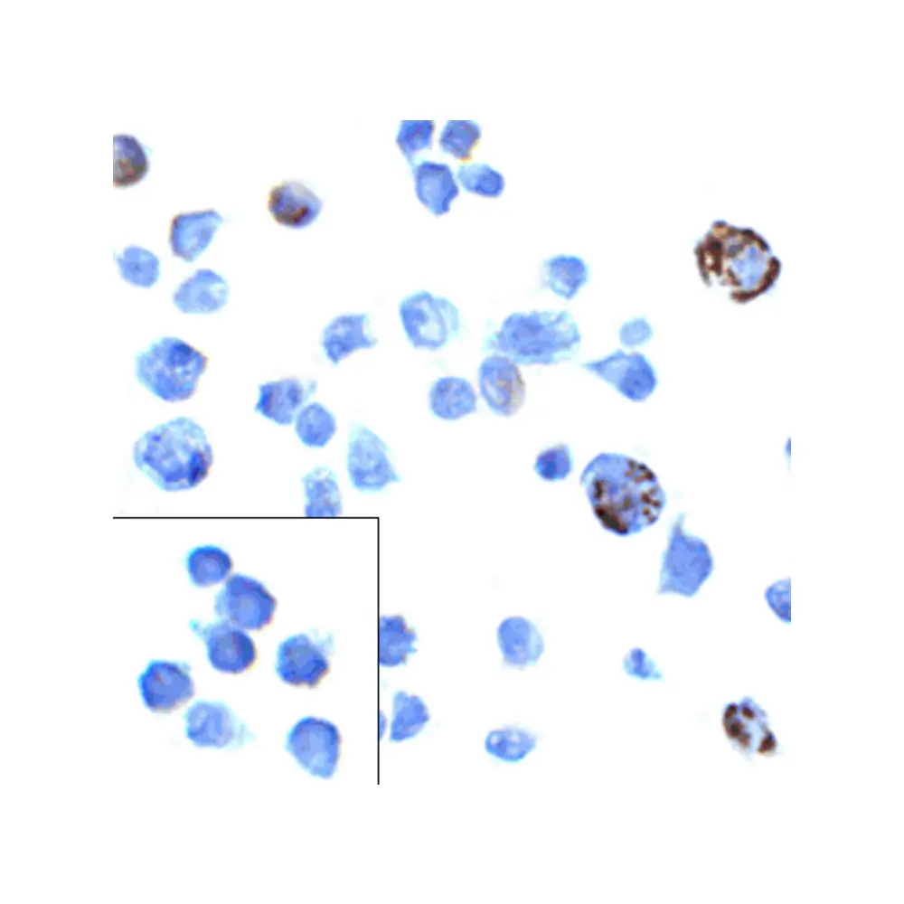 ProSci RF16002 PD1 Antibody [8A4], ProSci, 0.1 mg/Unit Quaternary Image