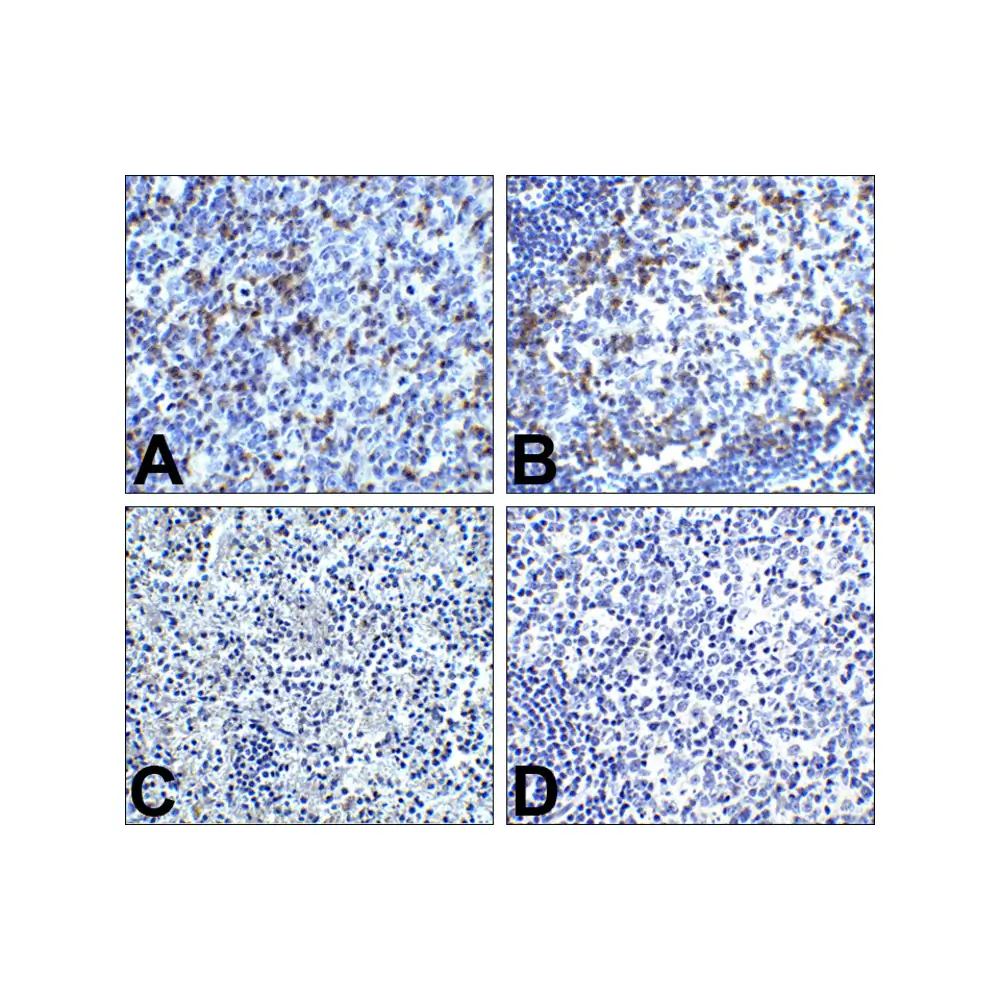 ProSci RF16002 PD1 Antibody [8A4], ProSci, 0.1 mg/Unit Secondary Image