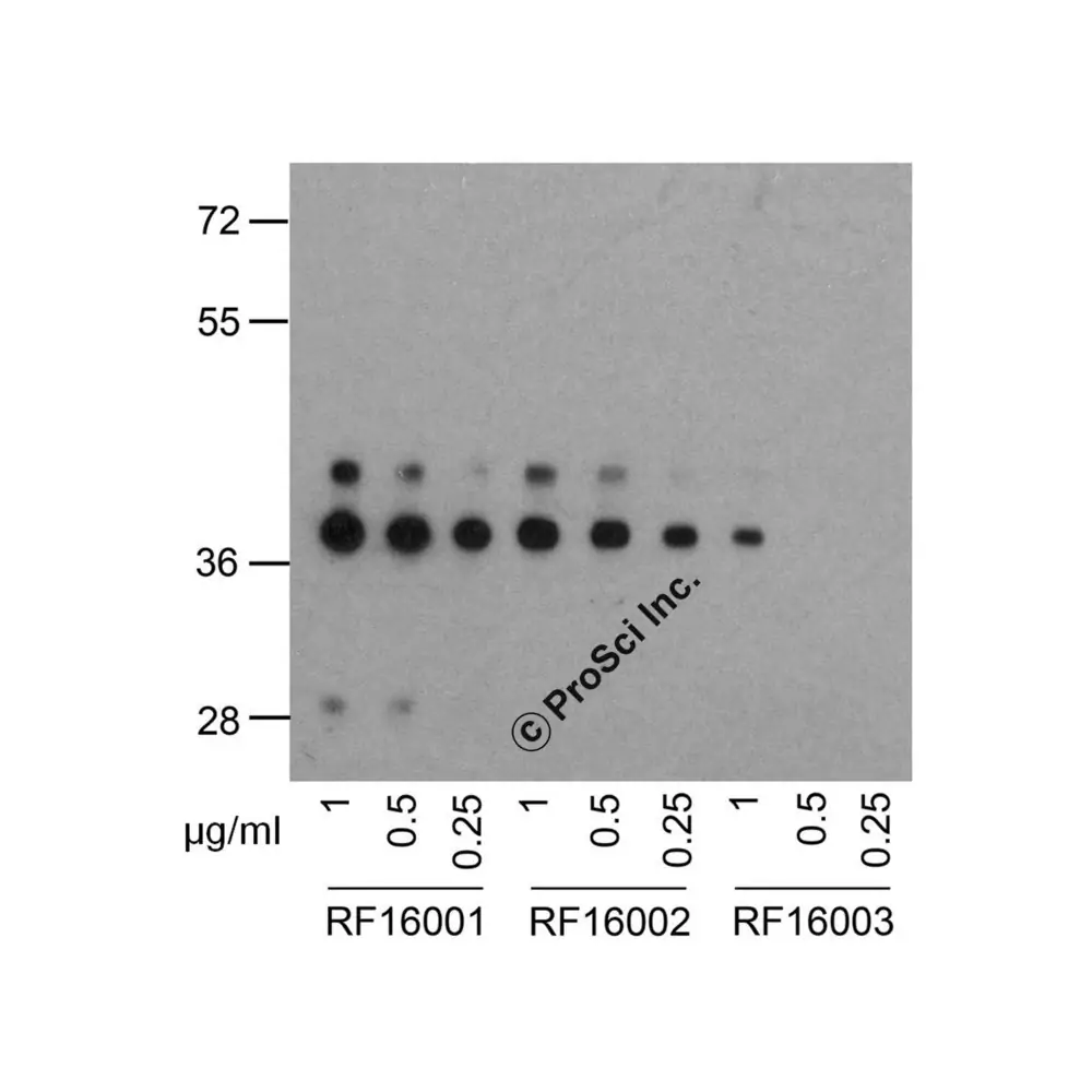 ProSci RF16002 PD1 Antibody [8A4], ProSci, 0.1 mg/Unit Senary Image