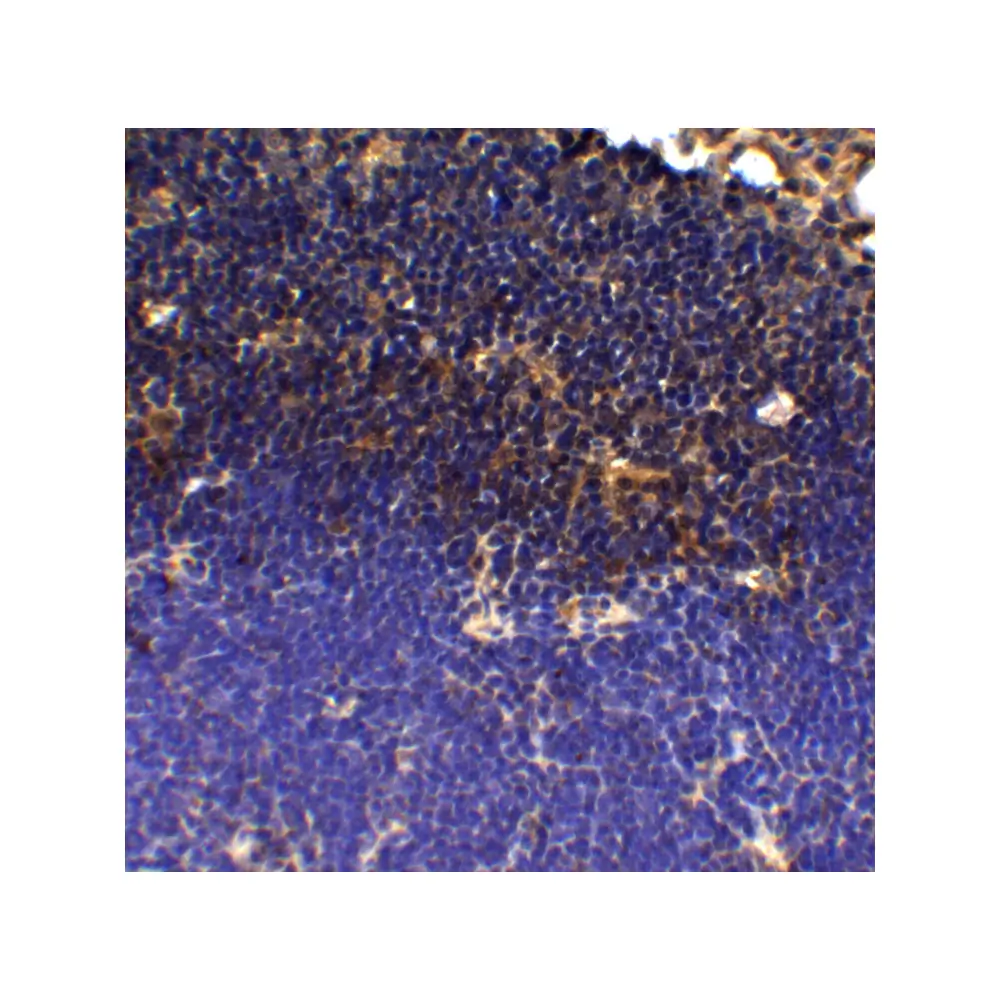 ProSci PM-5179_S PD-1 Antibody [12A7D7] , ProSci, 0.02 mg/Unit Tertiary Image