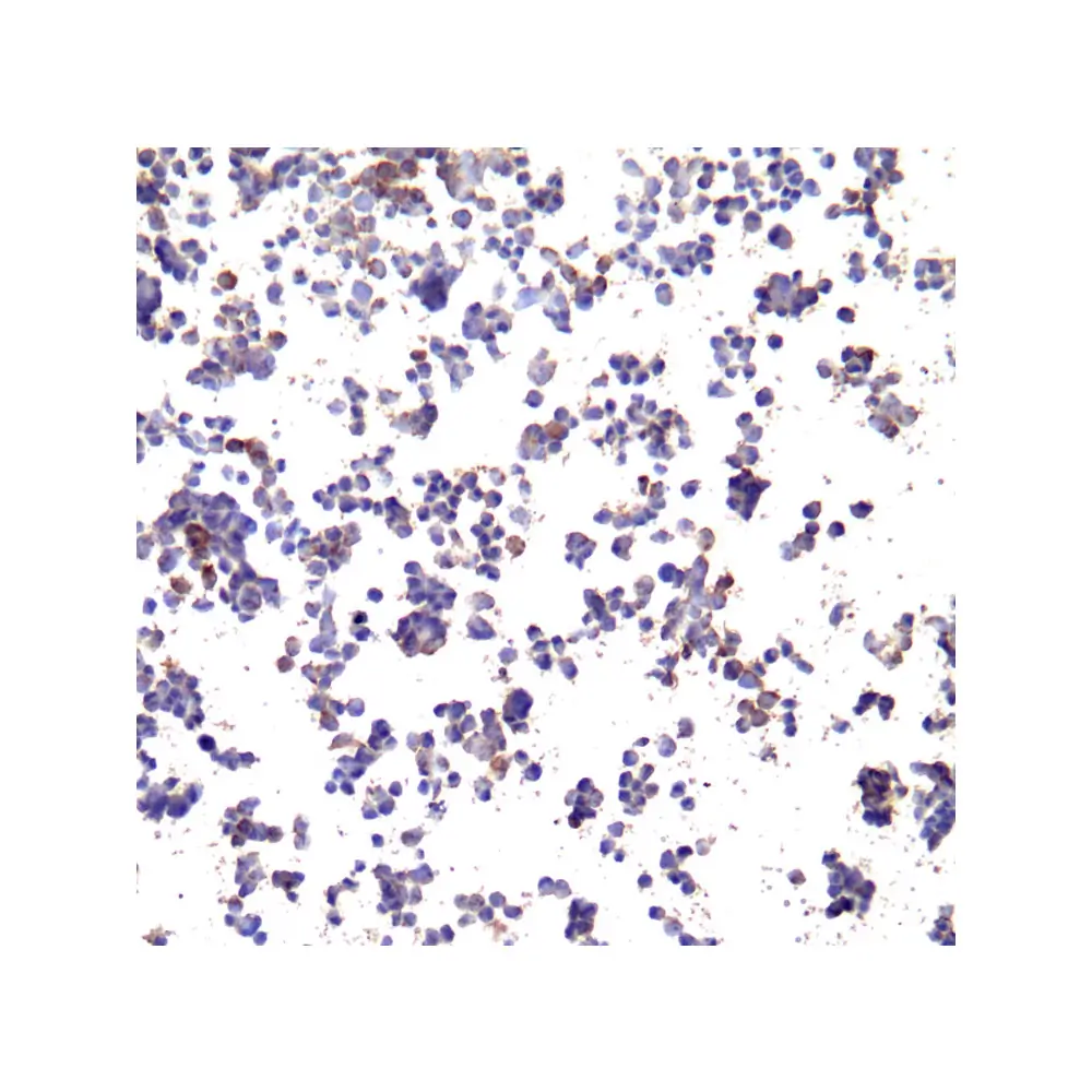 ProSci SD8639_S PD-L1 Single Domain Antibody [F6A9], ProSci, 0.02 mg/Unit Secondary Image