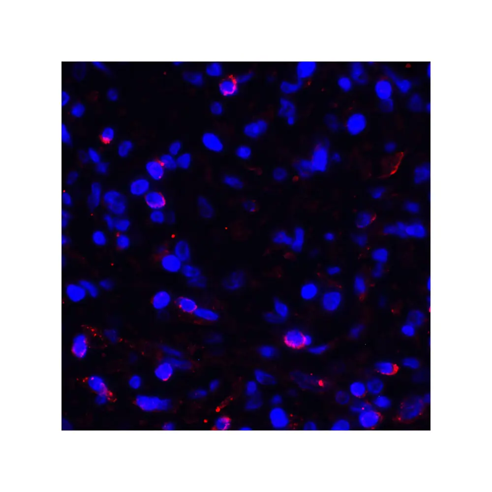 ProSci RF16037 PDL1 Antibody [1F11], ProSci, 0.1 mg/Unit Quaternary Image