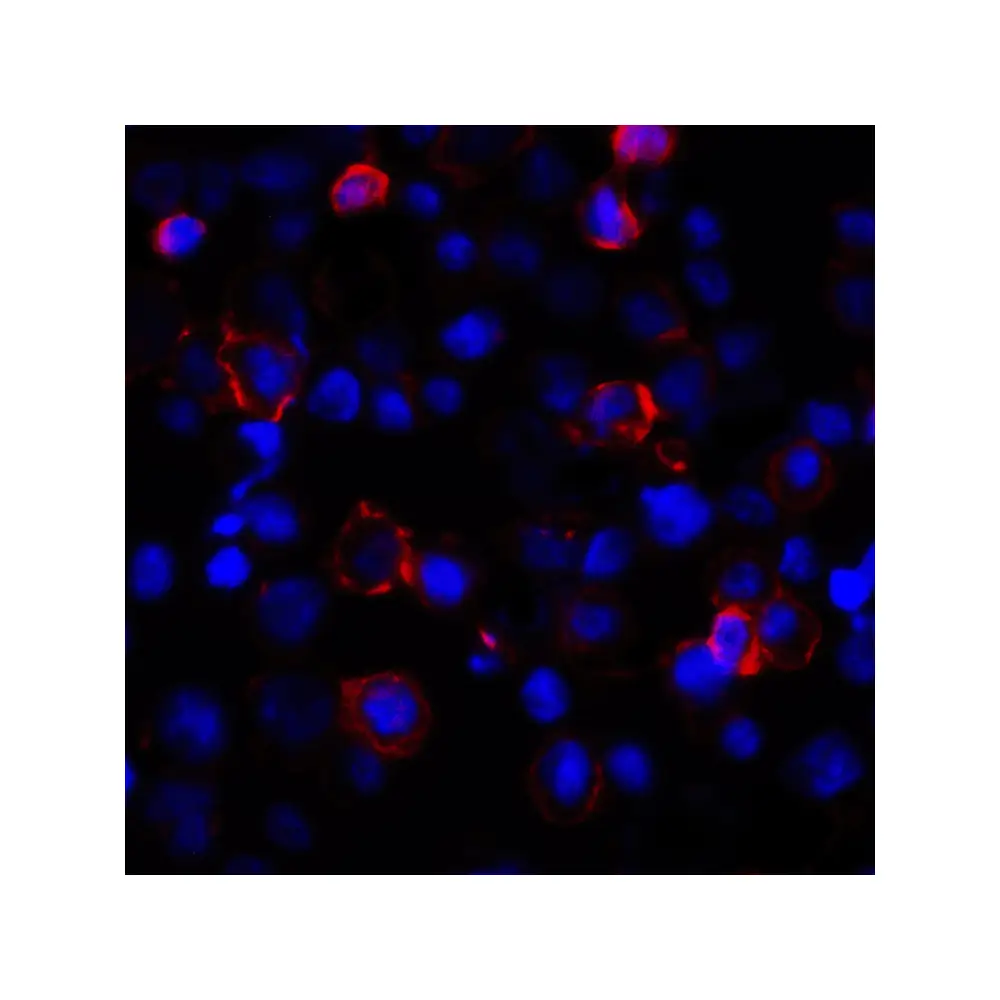 ProSci RF16037 PDL1 Antibody [1F11], ProSci, 0.1 mg/Unit Tertiary Image