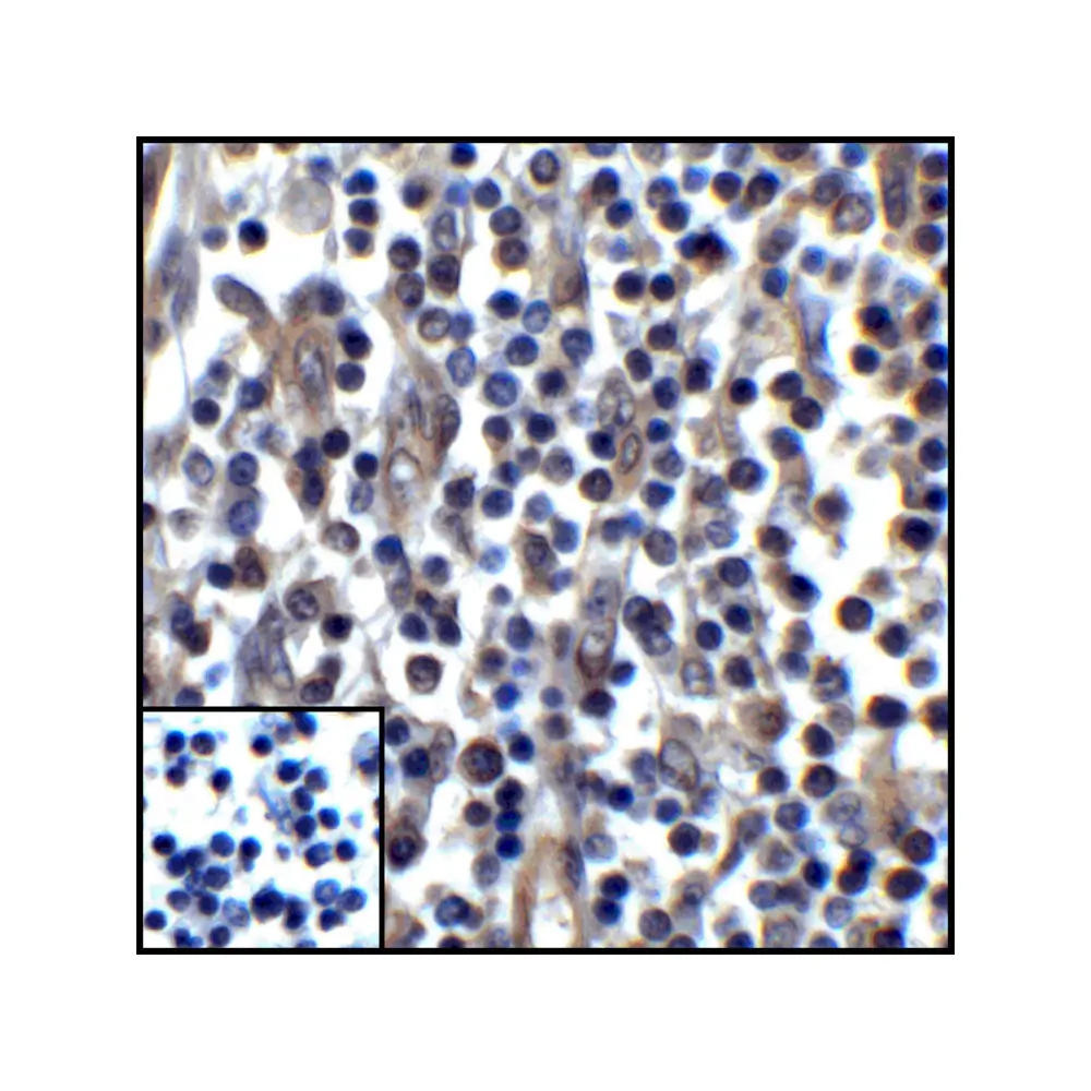 ProSci RF16037 PDL1 Antibody [1F11], ProSci, 0.1 mg/Unit Senary Image
