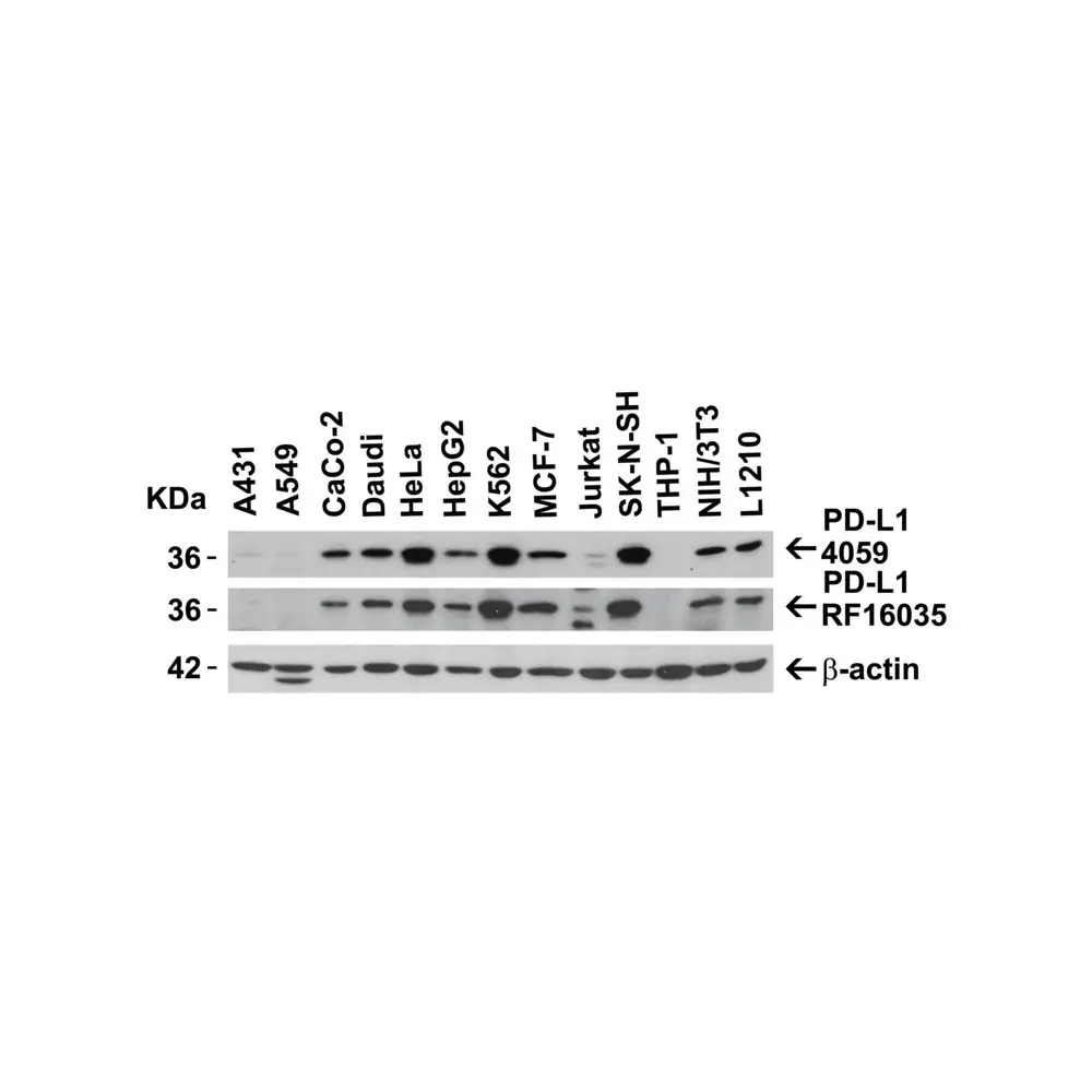 ProSci 4059_S PD-L1 Antibody, ProSci, 0.02 mg/Unit Secondary Image
