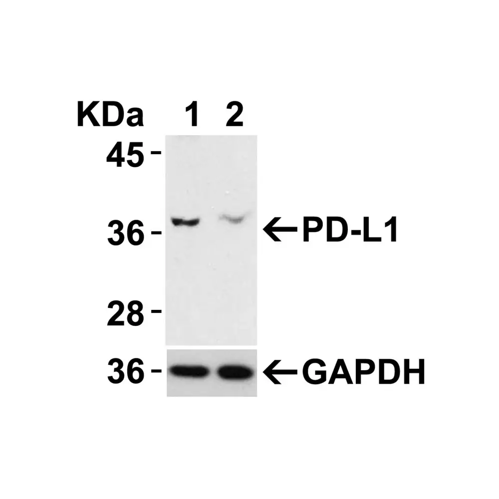 ProSci 4059 PD-L1 Antibody, ProSci, 0.1 mg/Unit Tertiary Image