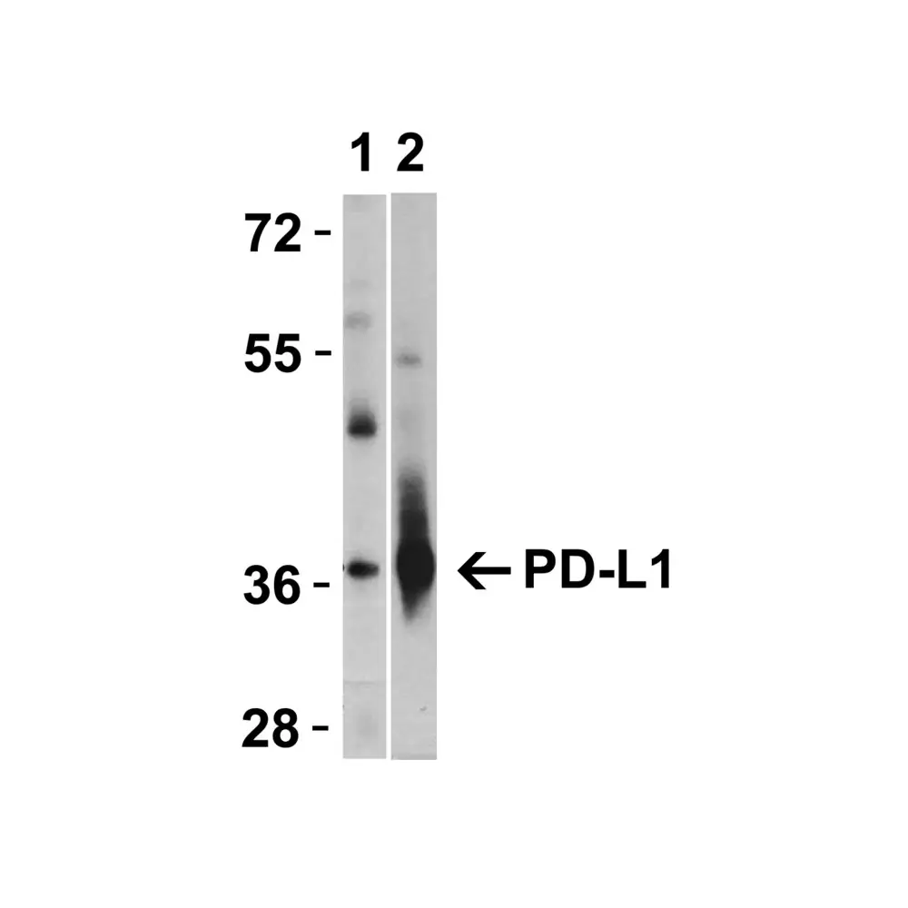 ProSci 4059_S PD-L1 Antibody, ProSci, 0.02 mg/Unit Quaternary Image