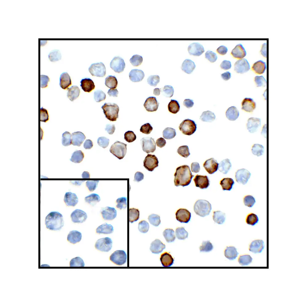 ProSci RF16021_S PDL2 Antibody [4E10], ProSci, 0.02 mg/Unit Secondary Image