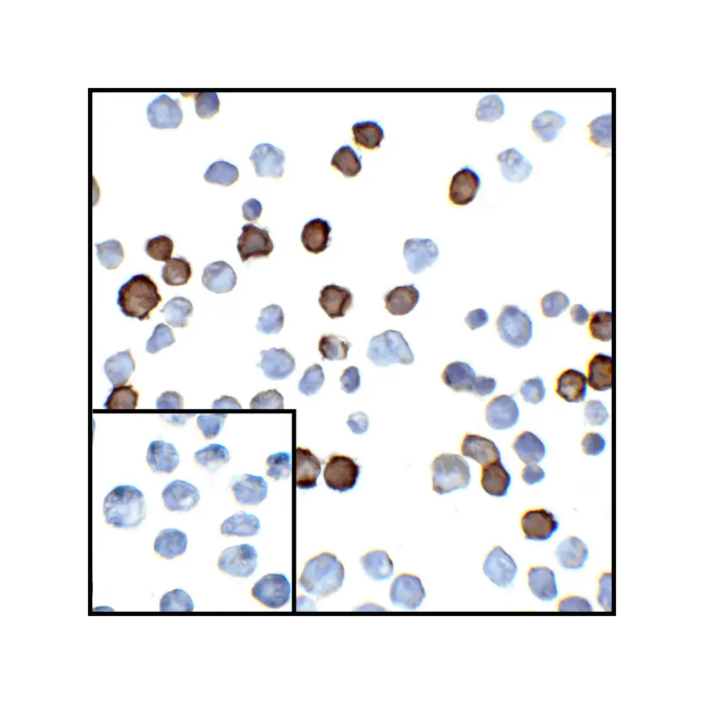 ProSci RF16023_S PDL2 Antibody [7C7], ProSci, 0.02 mg/Unit Secondary Image