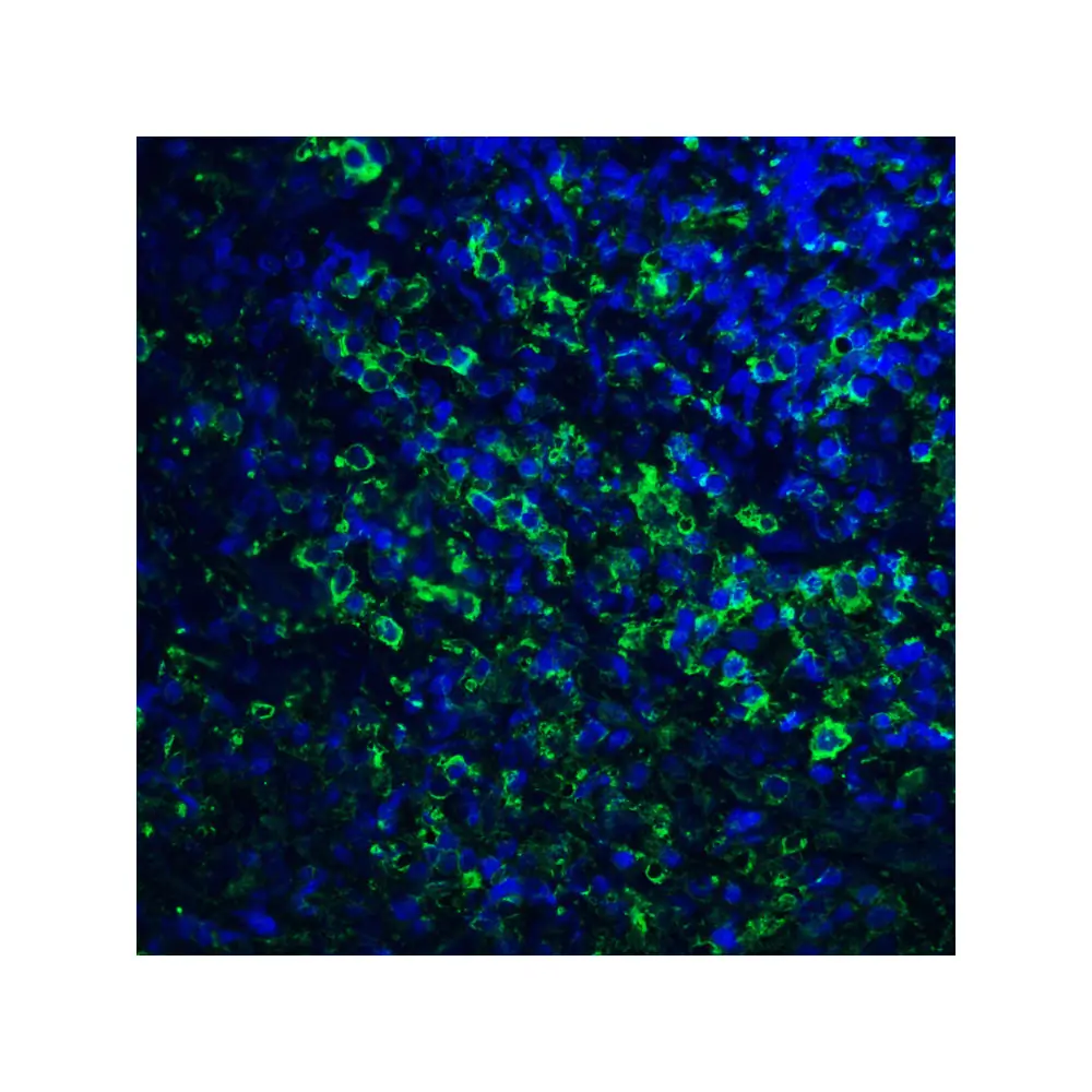 ProSci RF16021_S PDL2 Antibody [4E10], ProSci, 0.02 mg/Unit Quaternary Image
