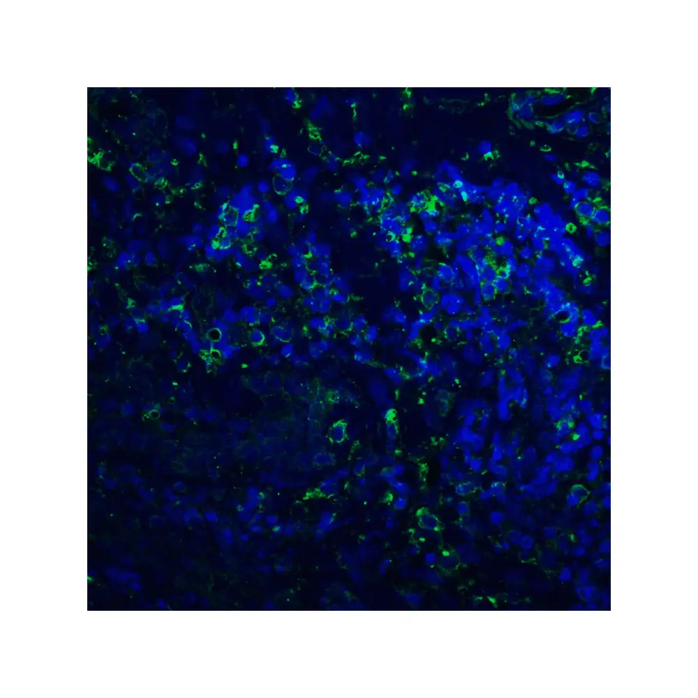 ProSci RF16022 PDL2 Antibody [8C12], ProSci, 0.1 mg/Unit Quaternary Image