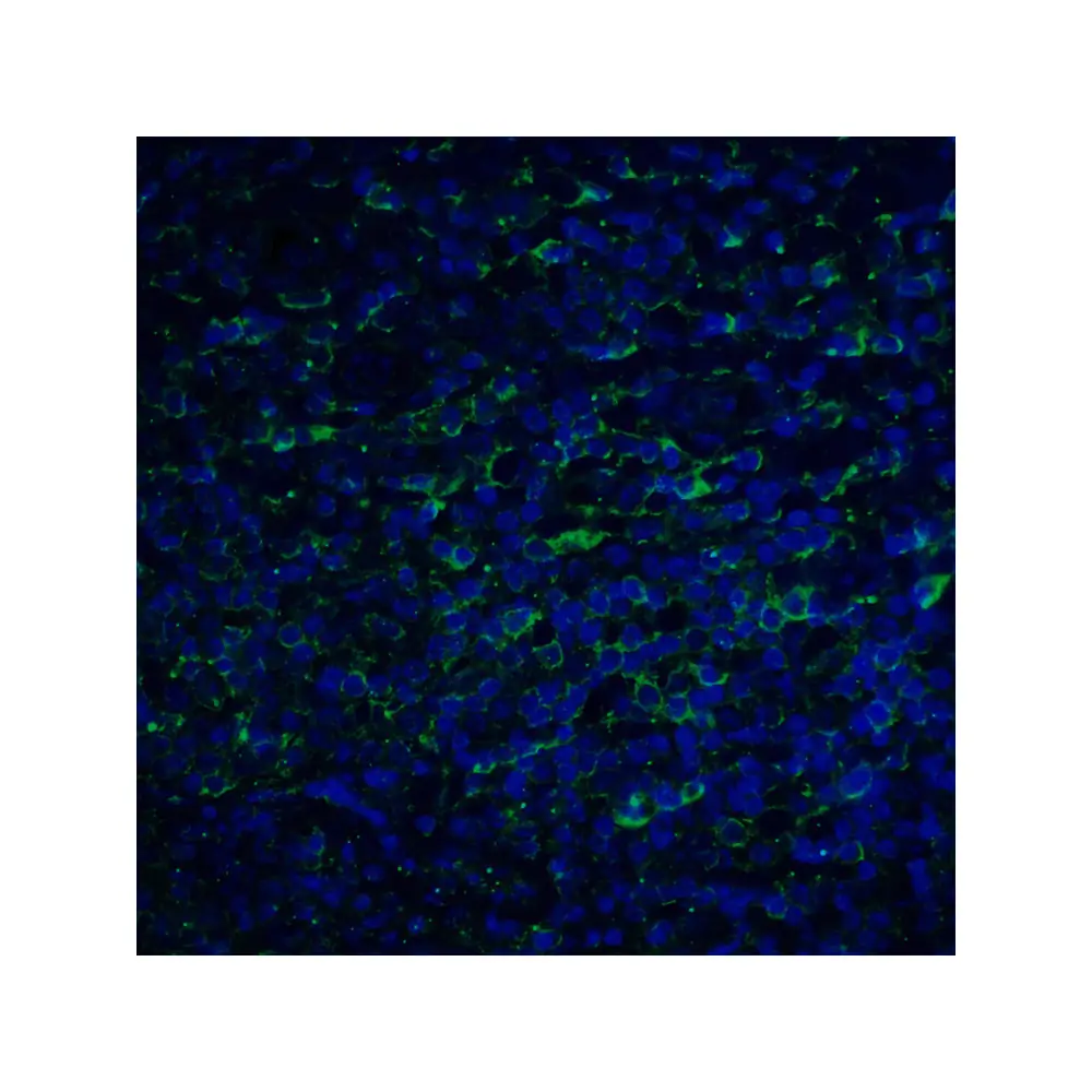 ProSci RF16023_S PDL2 Antibody [7C7], ProSci, 0.02 mg/Unit Quaternary Image