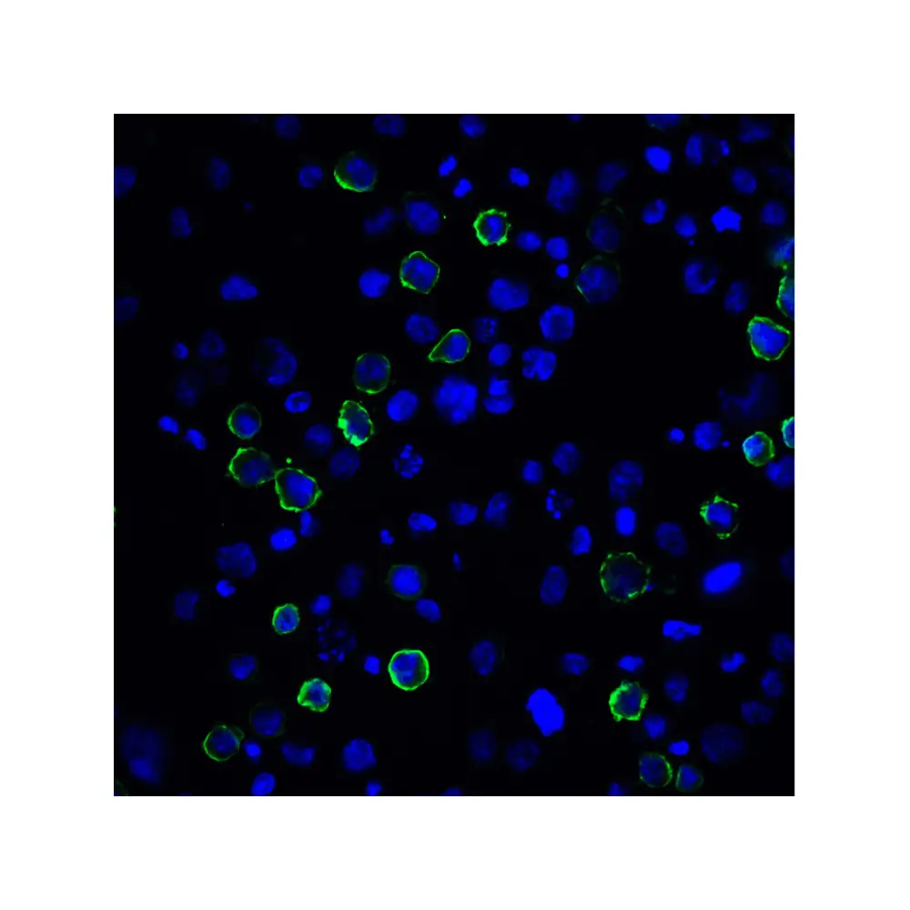 ProSci RF16021_S PDL2 Antibody [4E10], ProSci, 0.02 mg/Unit Tertiary Image