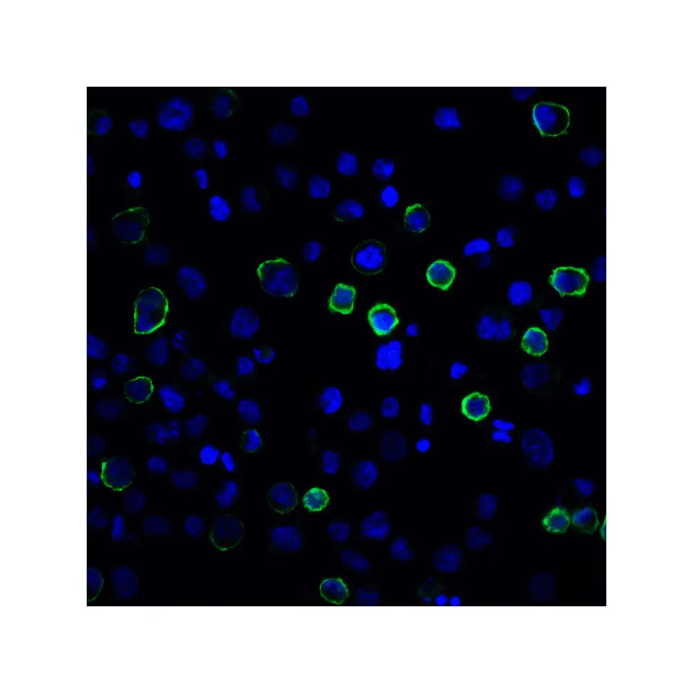 ProSci RF16023_S PDL2 Antibody [7C7], ProSci, 0.02 mg/Unit Tertiary Image