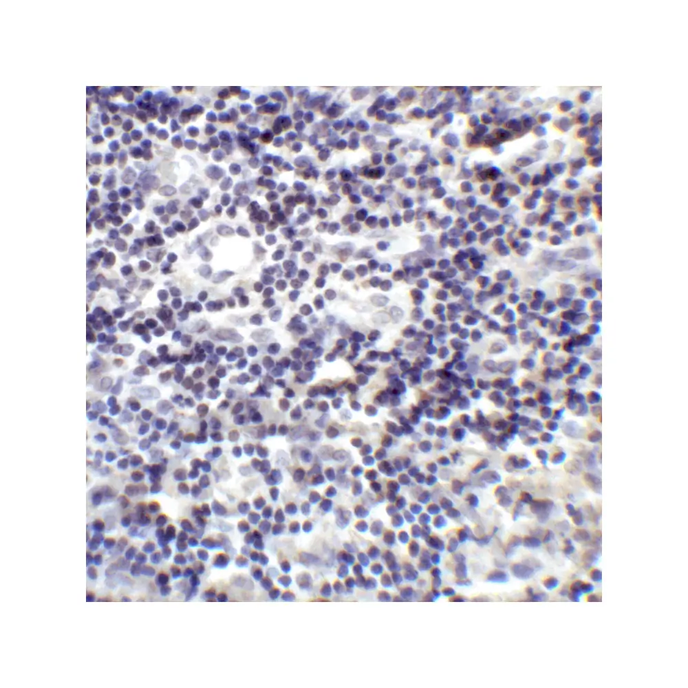 ProSci RF16021_S PDL2 Antibody [4E10], ProSci, 0.02 mg/Unit Senary Image