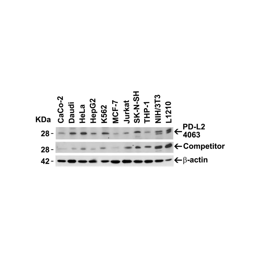 ProSci 4063 PD-L2 Antibody, ProSci, 0.1 mg/Unit Secondary Image
