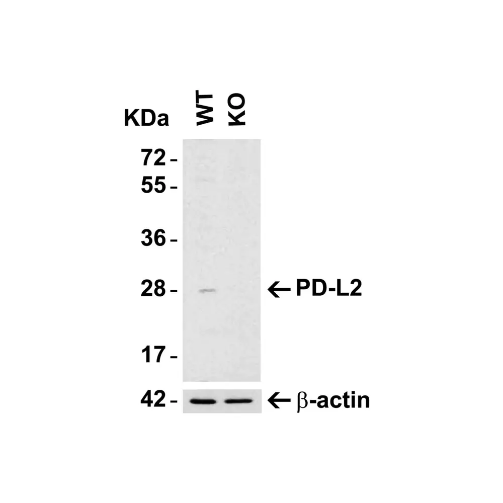 ProSci 4063 PD-L2 Antibody, ProSci, 0.1 mg/Unit Tertiary Image